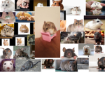 Hamster land