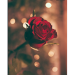 Laughing Rose