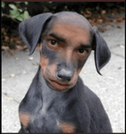 (=ʘᆽʘ=)∫