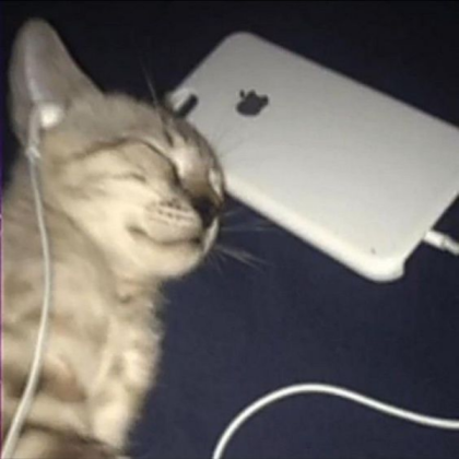 listening to music cat Roblox decal