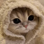 The Cute Kitten Studio