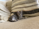 Marshmallow in the house