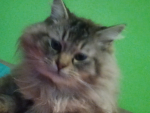 The cat who run you