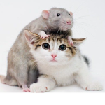 cat and rats
