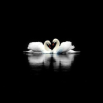 Roman Heartz