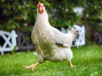 chicken fan club!!11!