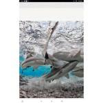 Reef shark productions
