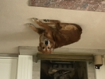 MedSolos OnFurries