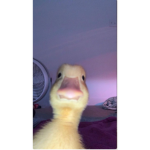 +*!Duck squad!*+