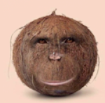 cocomonkey inc