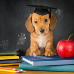 Puppy and Dog school