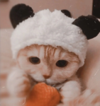 *Meow*THE CATS*Meow*
