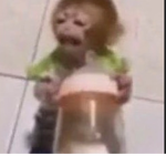 Baby Monkeys United