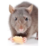 yoimmascibbeboi rats!