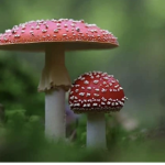 moshy_mushroom