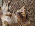ChewyChewyChewy