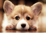 Support the Corgis club.