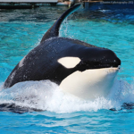 SeaWorld Orca Encounter Group!