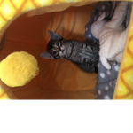 my dead cats group