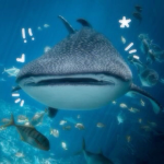 Sharky’s aquarium .* ~