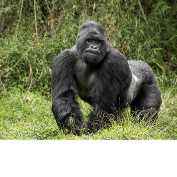 harambe come home