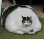 FATCAT HANGOUT