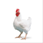 CHICKEN!!!!!!!!!