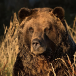 Bears__