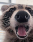 raccoonggang