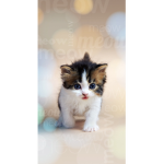 Kitti Club