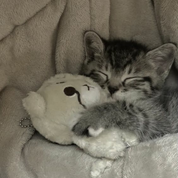 ✧.*