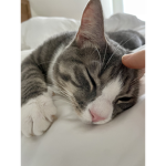 Cool_boi_cat_cute_cat