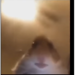 THE HAMSTER CULT…