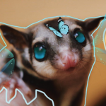Sugar glider Cult