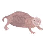 the mole rats Kingdome