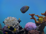 Fishy friends ! :).