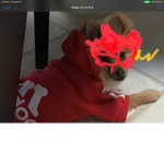 Red Ry Flash Doggie