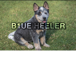 B1UE HEELER