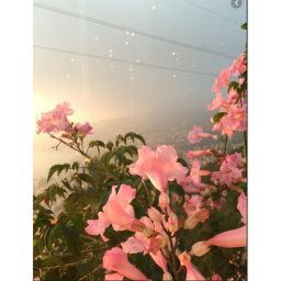 Our flower hangout