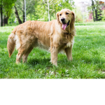 Dogs ♥ ♥