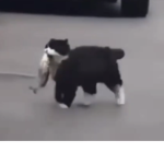 f!sh