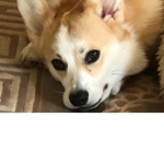 Corgis Are The Best!!
