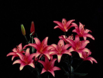 ~ emzy’s flowers ~