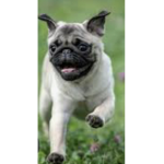 Emikos Pug!!