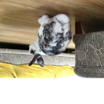 The super bunny