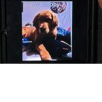 My puppy max