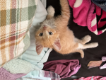 Lazy_Cats_2