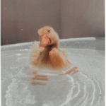 Dunkin Ducks