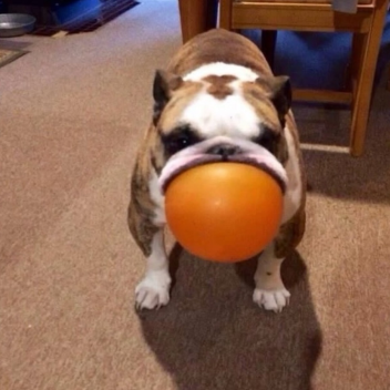 updog