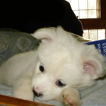 pupclaw